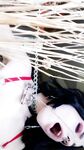Onlyfans Alora Li nude galleries mega pack part 4
