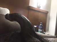 Hammer curve dick